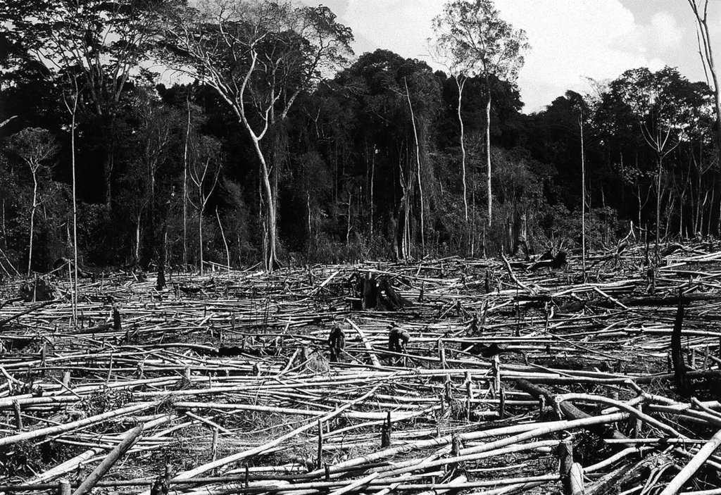 Déforestation en Côte d'Ivoire - crédits : P. Poilecot/ CIRAD