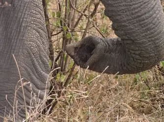Trompe de l’éléphant d’Afrique - crédits : © C. Jourdan