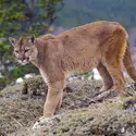 Puma - crédits : © Michael Durham/Nature Picture Library