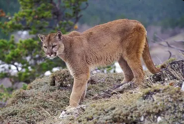 Puma - crédits : © Michael Durham/Nature Picture Library