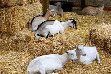 Chèvres et moutons - crédits : © A. Laughlin/ Shutterstock
