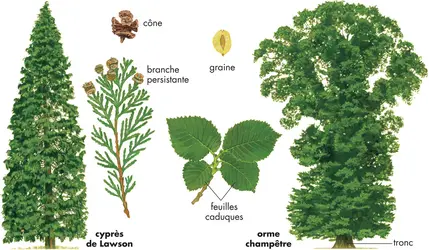 Arbres - crédits : © Encyclopædia Britannica, Inc.