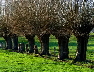 Plantation de saule blanc - crédits : R. Neumann/ Shutterstock