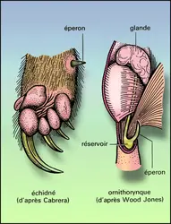 Pied et éperon des monotrèmes mâles - crédits : Encyclopædia Universalis France