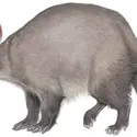 Aardvark ou oryctérope - crédits : © Encyclopædia Britannica, Inc.