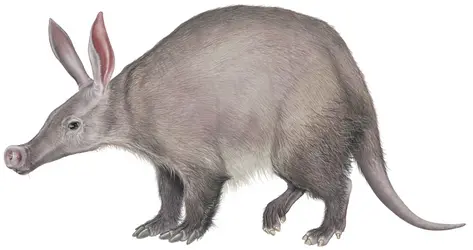 Aardvark ou oryctérope - crédits : © Encyclopædia Britannica, Inc.