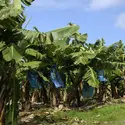 Bananiers à la Martinique - crédits : Pack-Shot/ Shutterstock