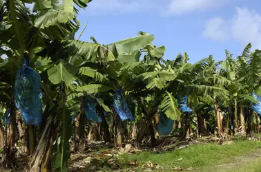 Bananiers à la Martinique - crédits : Pack-Shot/ Shutterstock