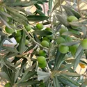 Olives - crédits : © twiga05/ Flickr ; CC BY-ND 2.0
