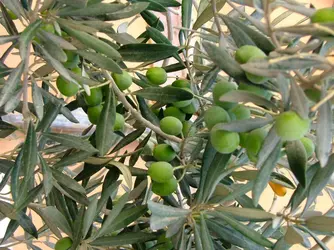 Olives - crédits : © twiga05/ Flickr ; CC BY-ND 2.0