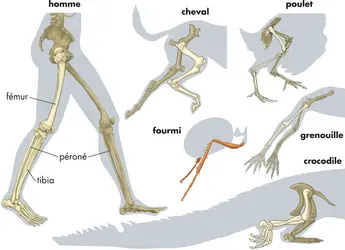 Exemples de pattes - crédits : © Encyclopædia Britannica, Inc.