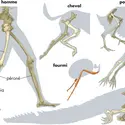 Exemples de pattes - crédits : © Encyclopædia Britannica, Inc.