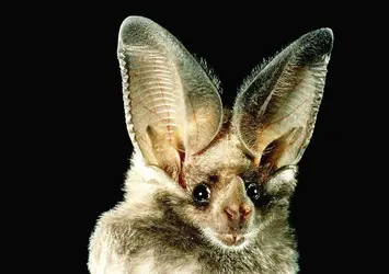 Oreilles de chauve-souris - crédits : © Dr. Merlin D. Tuttle—at Conservation International/Photo Researchers