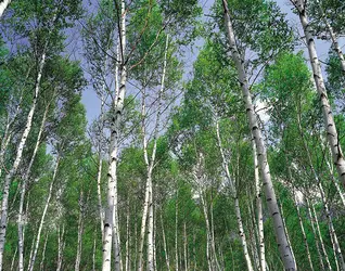 Bouleaux - crédits : © Alfo/Nature Picture Library