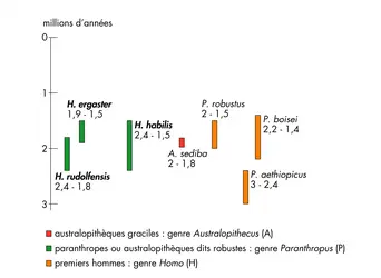 Chronologie des tout premiers hommes - crédits : © Encyclopædia Universalis France