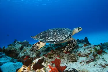 Tortue imbriquée - crédits : © B. Lasenby/ Shutterstock