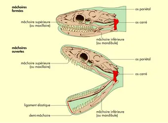 Tête de serpent - crédits : © Encyclopædia Universalis France