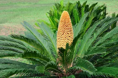 Cycas du Japon - crédits : © Warren Price Photography/ Shutterstock