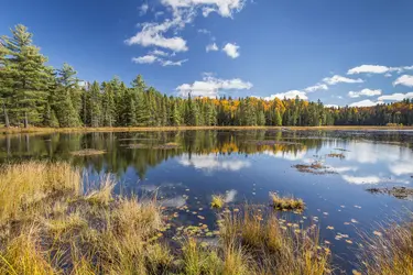 La taïga au Canada - crédits : © B. Lasenby/ Shutterstock