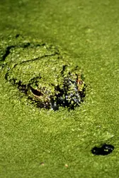 Algues - crédits : © Stuart Westmorland/ Corbis Documentary/ Getty Images