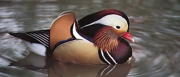 Canard mandarin - crédits : © Gordon Langsbury—Bruce Coleman Inc.