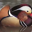 Canard mandarin - crédits : © Gordon Langsbury—Bruce Coleman Inc.