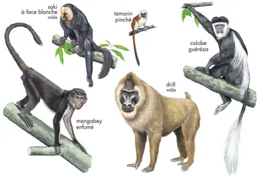 Singes - crédits : © Encyclopædia Britannica, Inc.