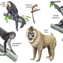 Singes - crédits : © Encyclopædia Britannica, Inc.