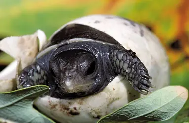 Tortue - crédits : © Lynn M. Stone/Nature Picture Library