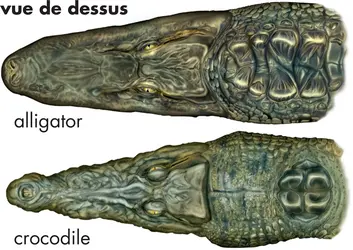 Alligator et crocodile - crédits : © Encyclopædia Britannica, Inc.