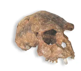 Homo erectus - crédits : © Skulls Unlimited International, Inc.