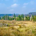 Hautes-Fagnes, Belgique - crédits : © P. Dudek/ Shutterstock