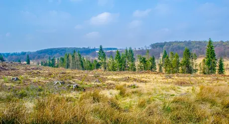 Hautes-Fagnes, Belgique - crédits : © P. Dudek/ Shutterstock