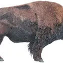 Bison d'Amérique - crédits : © Encyclopædia Britannica, Inc.