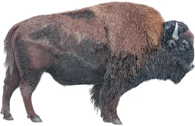 Bison d'Amérique - crédits : © Encyclopædia Britannica, Inc.