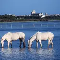 Camargue - crédits : © Chris Hellier/ Getty Images