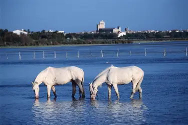 Camargue - crédits : © Chris Hellier/ Getty Images