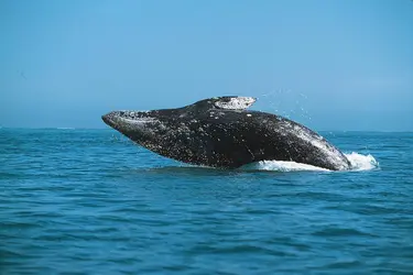 Baleine grise - crédits : © F. Gohier