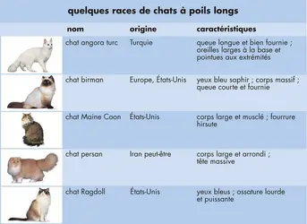 Chats - crédits : © Encyclopædia Universalis France