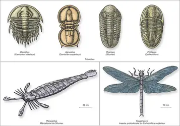 Arthropodes du Paléozoïque - crédits : Encyclopædia Universalis France