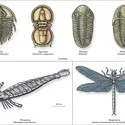Arthropodes du Paléozoïque - crédits : Encyclopædia Universalis France