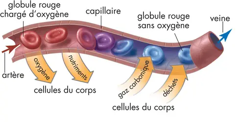 Rôle des capillaires sanguins - crédits : © Encyclopædia Britannica, Inc.