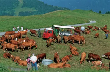 Élevage bovin en Savoie - crédits : Claudius Thiriet/ Biosphoto