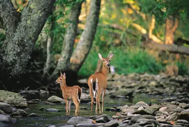 Forêt - crédits : © Aflo/Nature Picture Library