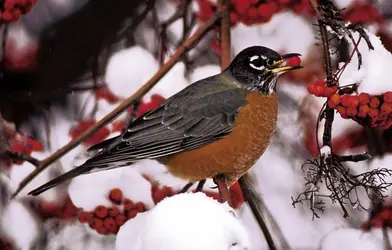 Rouge-gorge - crédits : © Tom Mangelsen/Nature Picture Library