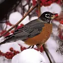 Rouge-gorge - crédits : © Tom Mangelsen/Nature Picture Library