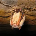 Chauve-souris - crédits : © T. Grundy/ Shutterstock