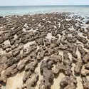 Stromatolites en formation - crédits : © Inc/ Shutterstock