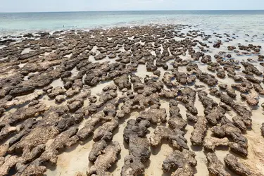 Stromatolites en formation - crédits : © Inc/ Shutterstock