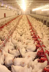 Élevage intensif de poulets de chair - crédits : Branislavpudar/ Shutterstock